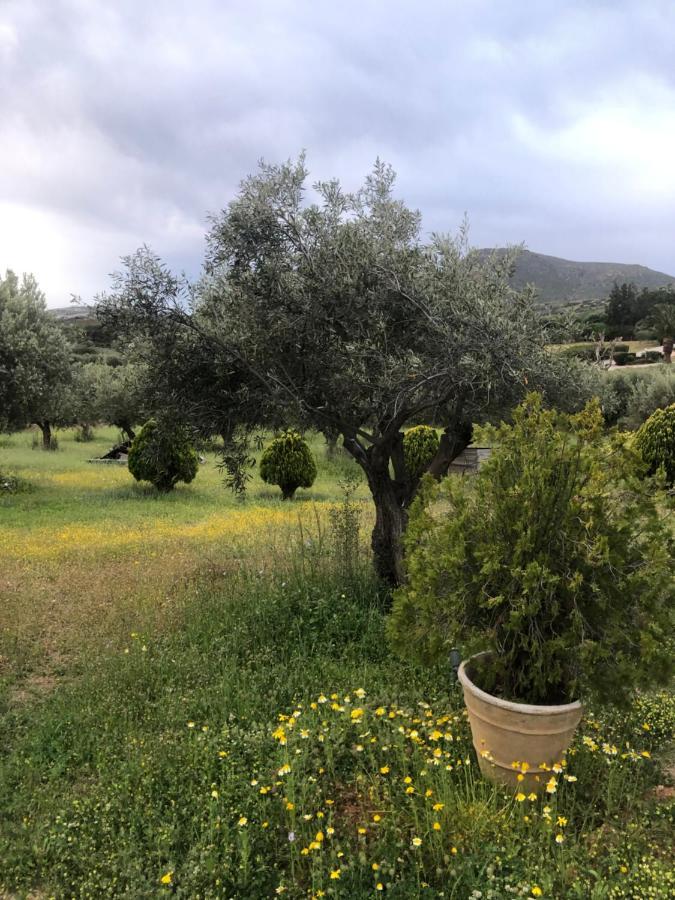 Olive Grove Konuk evi Anavyssos Dış mekan fotoğraf