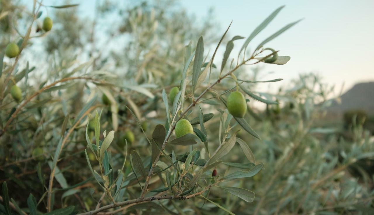 Olive Grove Konuk evi Anavyssos Dış mekan fotoğraf